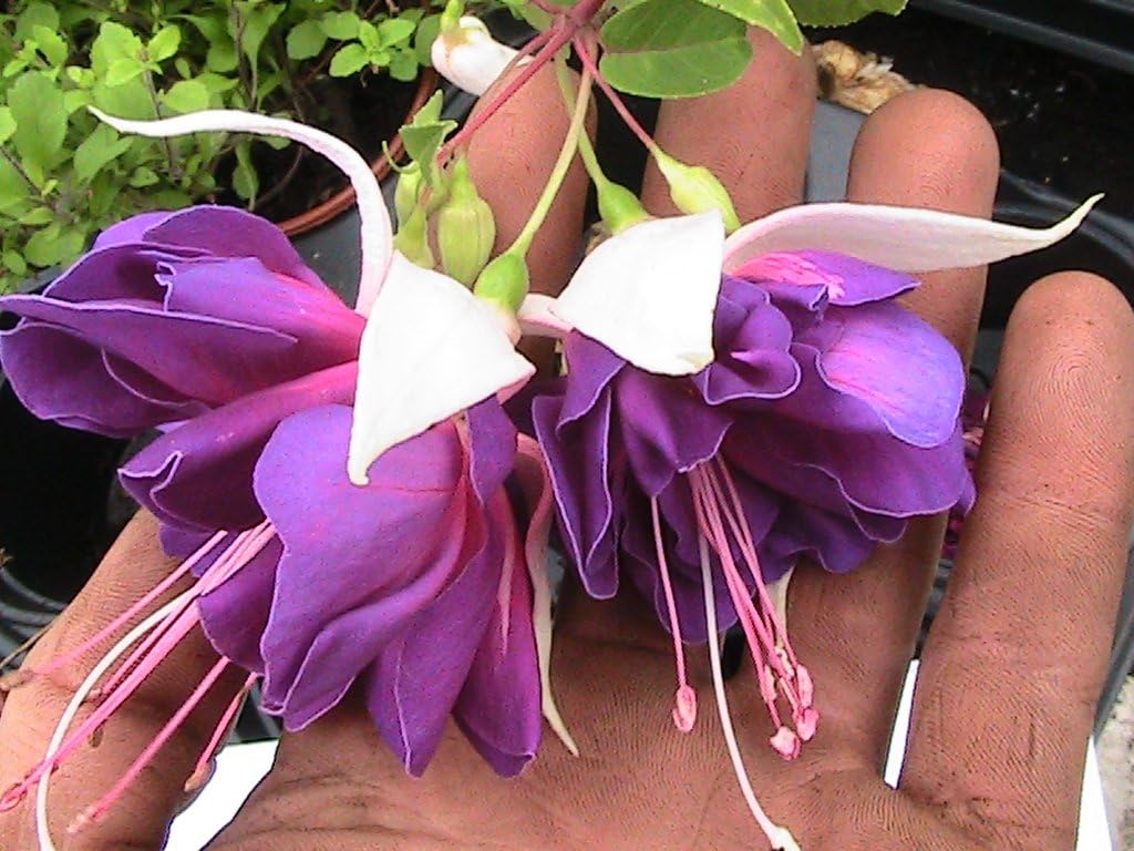 5 GIANT FLOWERED TRAILING FUCHSIA PLUG PLANTS DEEP PURPLE