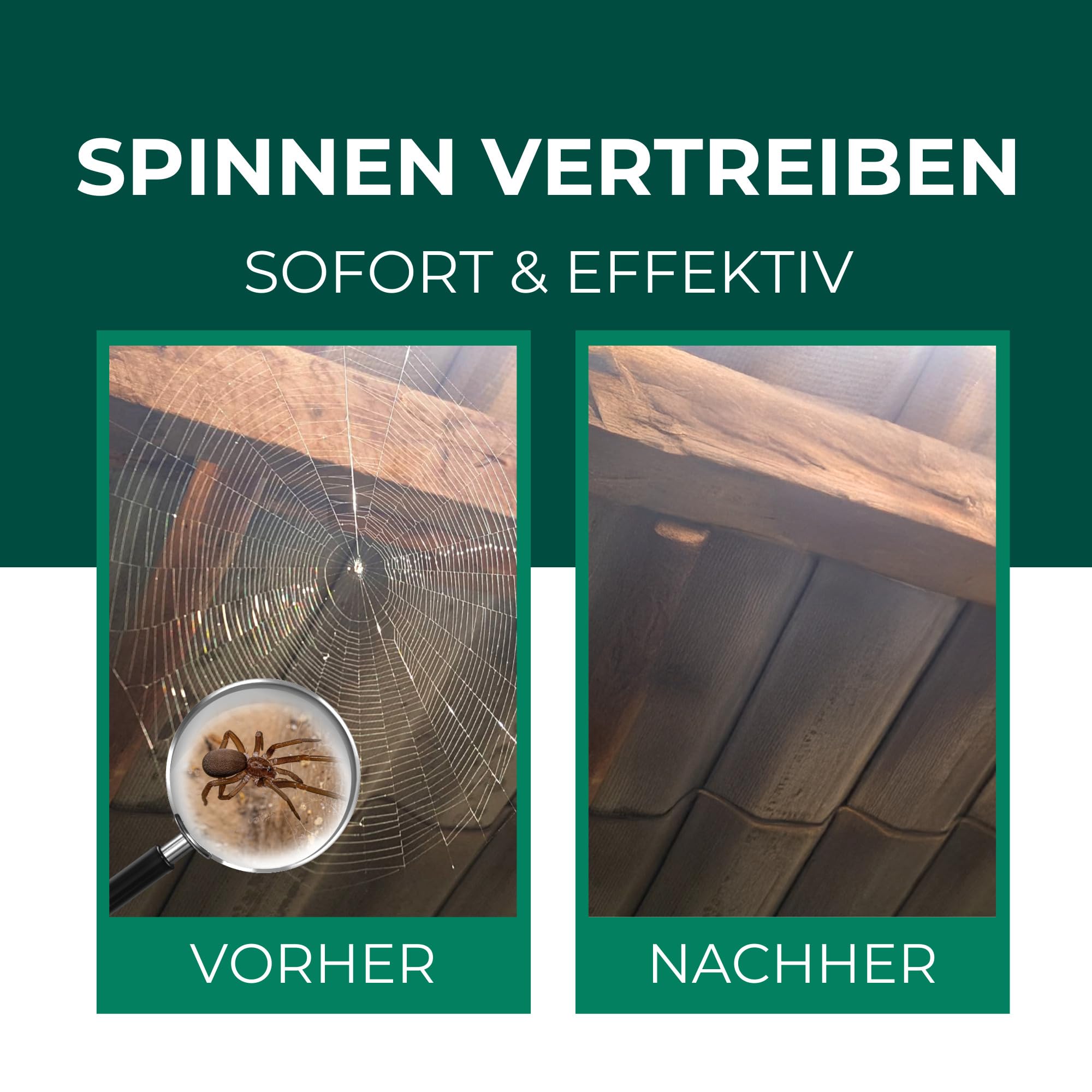 Silberkraft Spinnenspray 500 ml, Effektives Mittel gegen Spinnen in Haus, Wohnung & Garten, Langzeitwirkung bis zu 3 Monate, Alternative zu Spinnengift & Spinnenfallen
