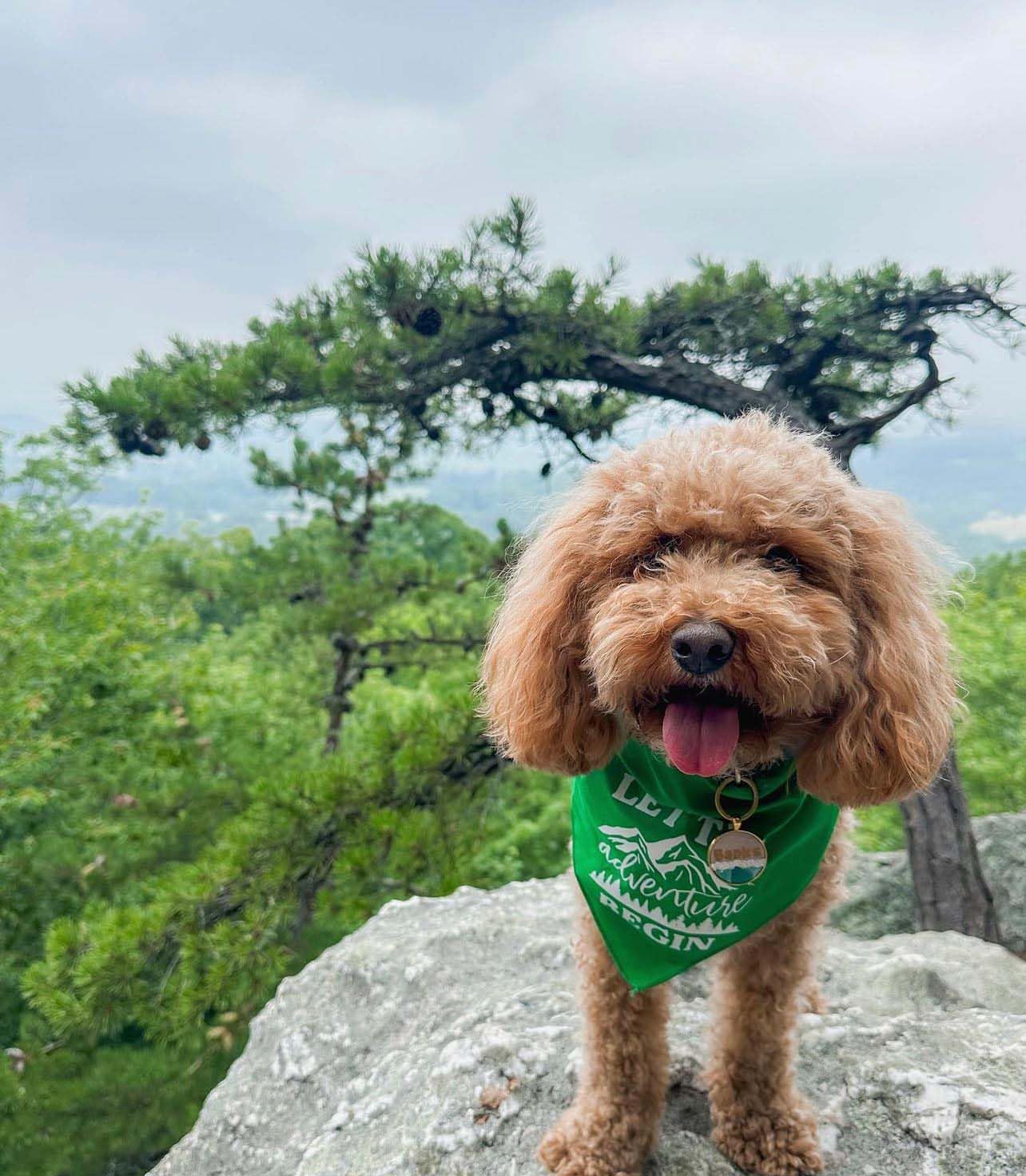 Let The Adventure Begin Dog Bandana | 100% Cotton | Made in USA | Hiking | Camping | Outdoors | Nature |Navy, One Size (784)