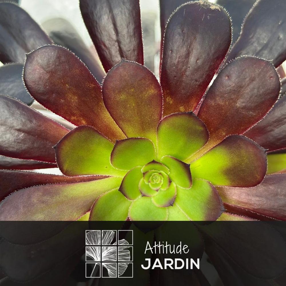 Attitude Jardin – Aeonium – 45-50 cm – ⌀ 17 cm – Kakteen und Sukkulenten
