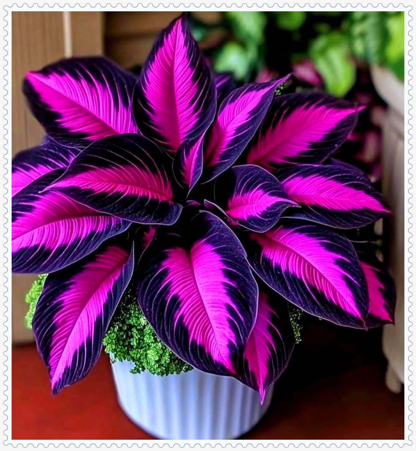 Rare Hosta, Shade-Tolerant Perennials, Use for Ground Cover & Pots, Create Cool Shaded Gardens/Hardy Perennial, Excellent Display-4 hosta Bulbs-A