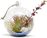 Vista 4 de WGV - Globo de terrario colgante, ancho 5 pulgadas, altura 6 pulgadas, maceta de aire para suculentas, florero de vidrio transparente con parte