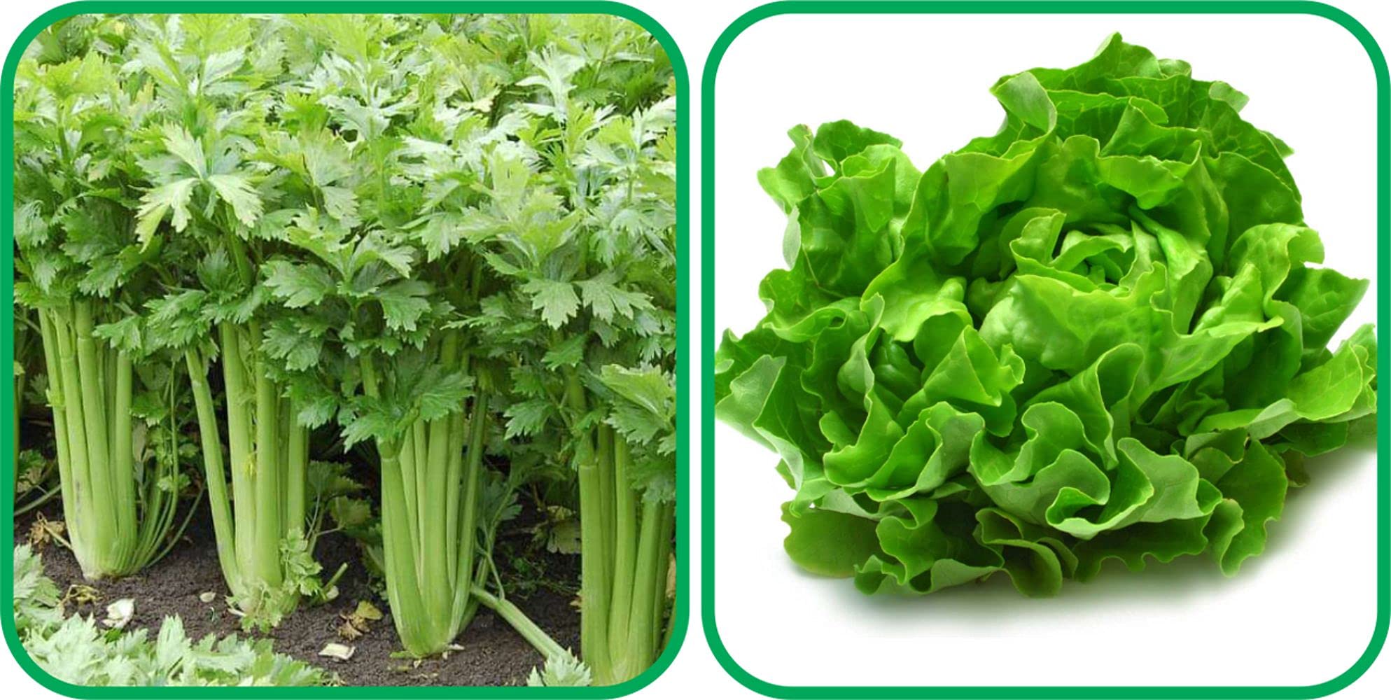 Aero Seeds Lettuce (100 Seeds) And Celery (100 Seeds) Vegetable Seeds Pack (B0989Y9JZH) Amazon Price History, Amazon Price Tracker