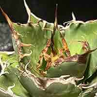 Amazon.co.jp: agave titanota sharksoui アガベ チタノタ