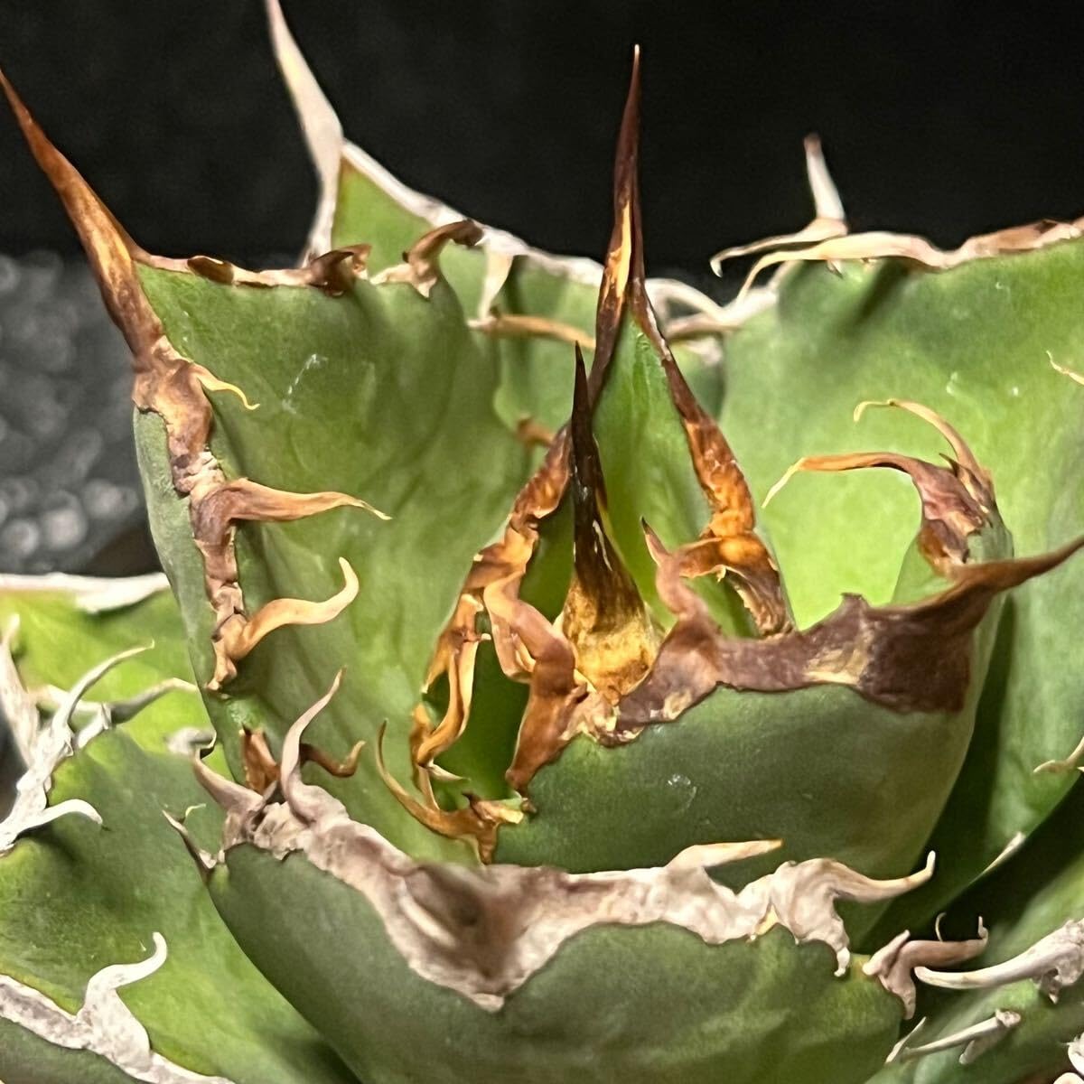 Amazon.co.jp: agave titanota sharksoui アガベ チタノタ