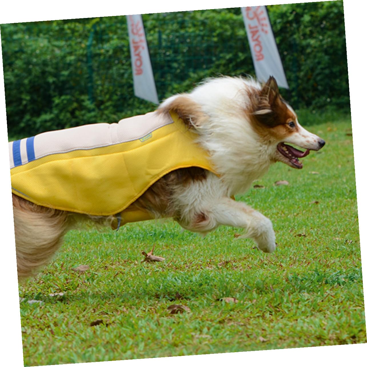 Gilet pour Chien Respirant Polyester Protection Solaire Légère et Confortable pour Chats et Chiens Vêtement Rafraîchissant pour Animaux de Compagnie