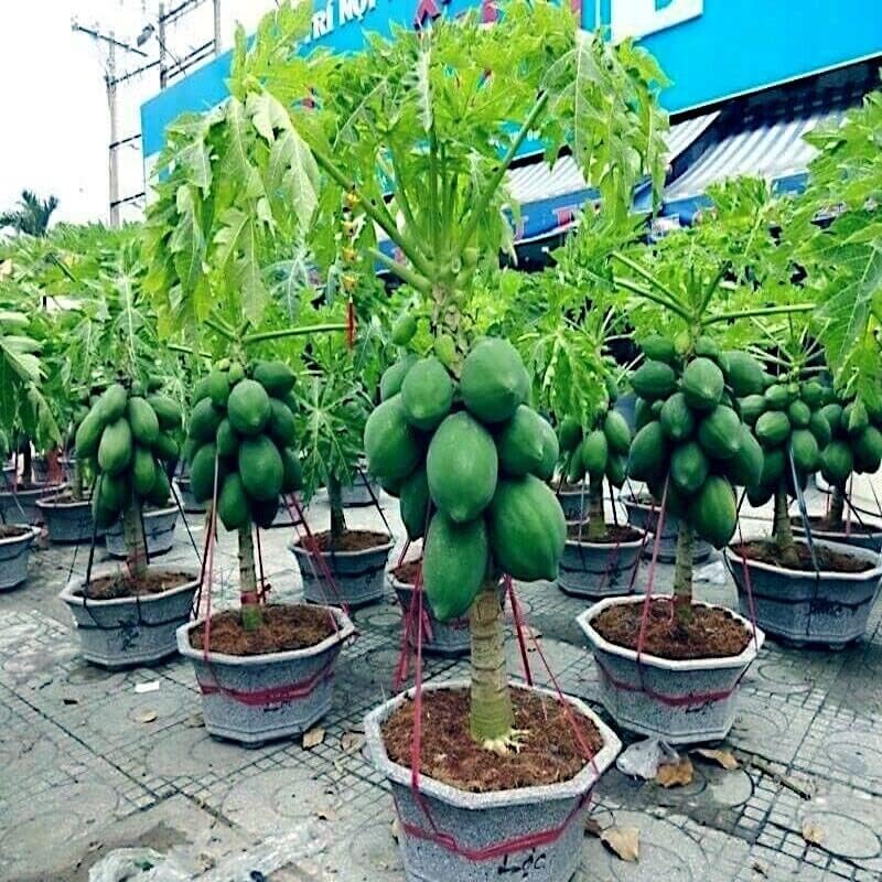 Miniatura 3 de 3 paquetes de semillas de árbol enano solo WAIMANALO (Carica Papaya) Papaya enana semillas de papaya enana enana enana semillas de papaya enana
