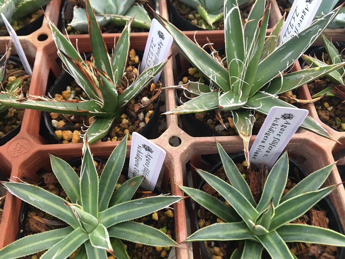 アガベ ベネズエラ ランダム24ポットセット！ D アガベ ベネズエラ