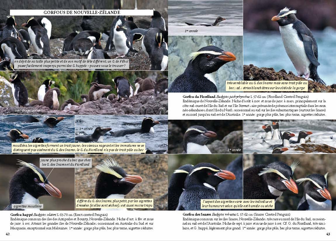 Guide photo des oiseaux marins du monde: Identifier toutes les espèces pélagiques