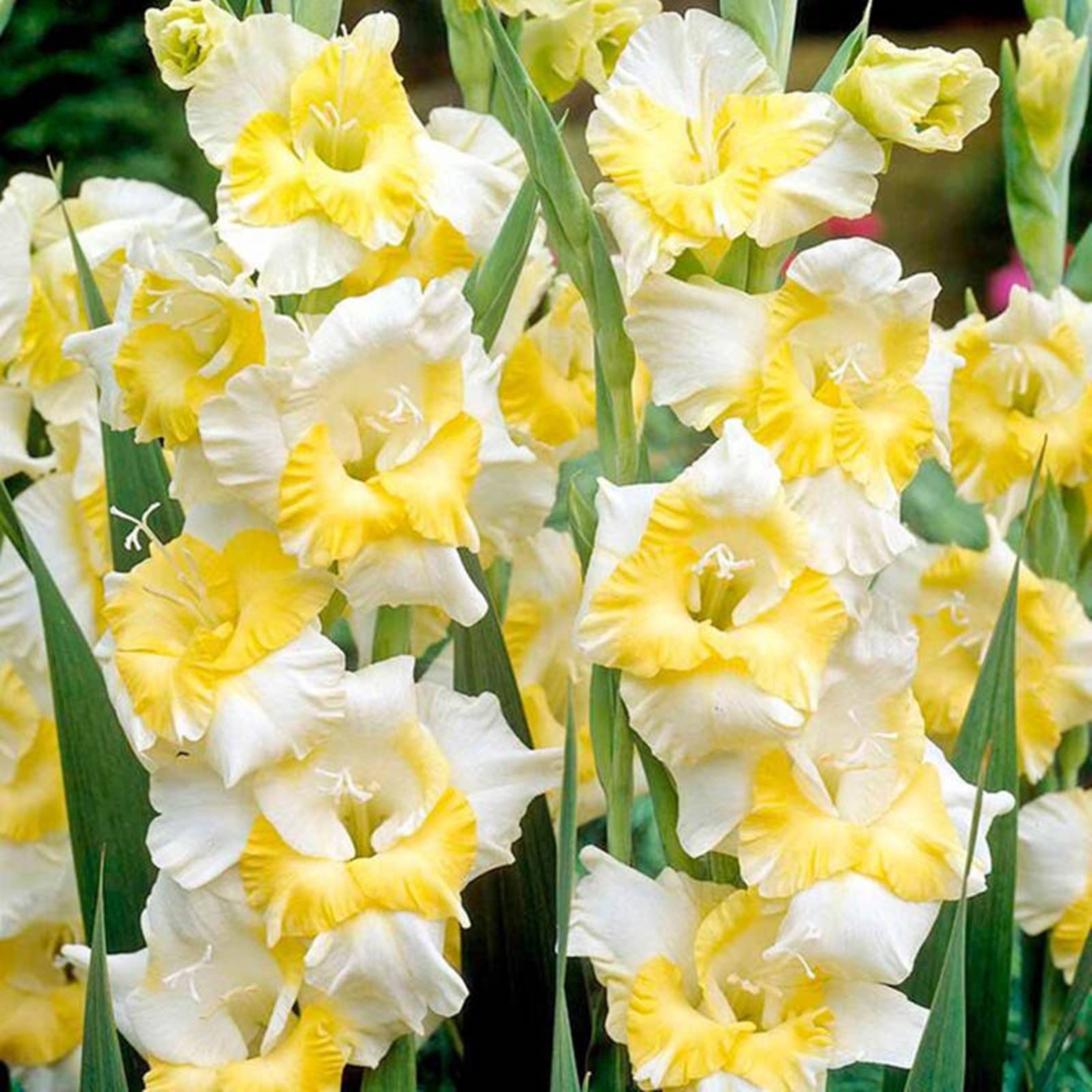 Hardy Gladiolus Bulbs – Perfect The Four Seasons Bulbs for Shaded Corners and Garden Beds,Hardy Perennial, Excellent Display-3 Bulbs-G