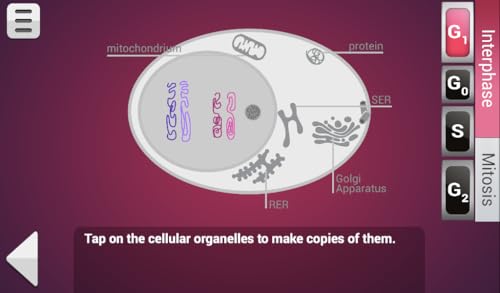 FCS - Mitosis & Meiosis