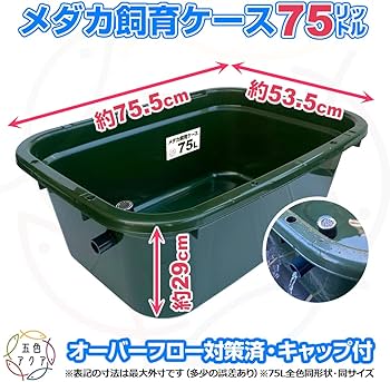 メダカ飼育ケース 75㍑x3個 黒・深緑あり オーバーフロー 金魚飼育容器 越冬 Amazon | 五色アクア メダカ飼育容器 75リットル 深緑（ダーク