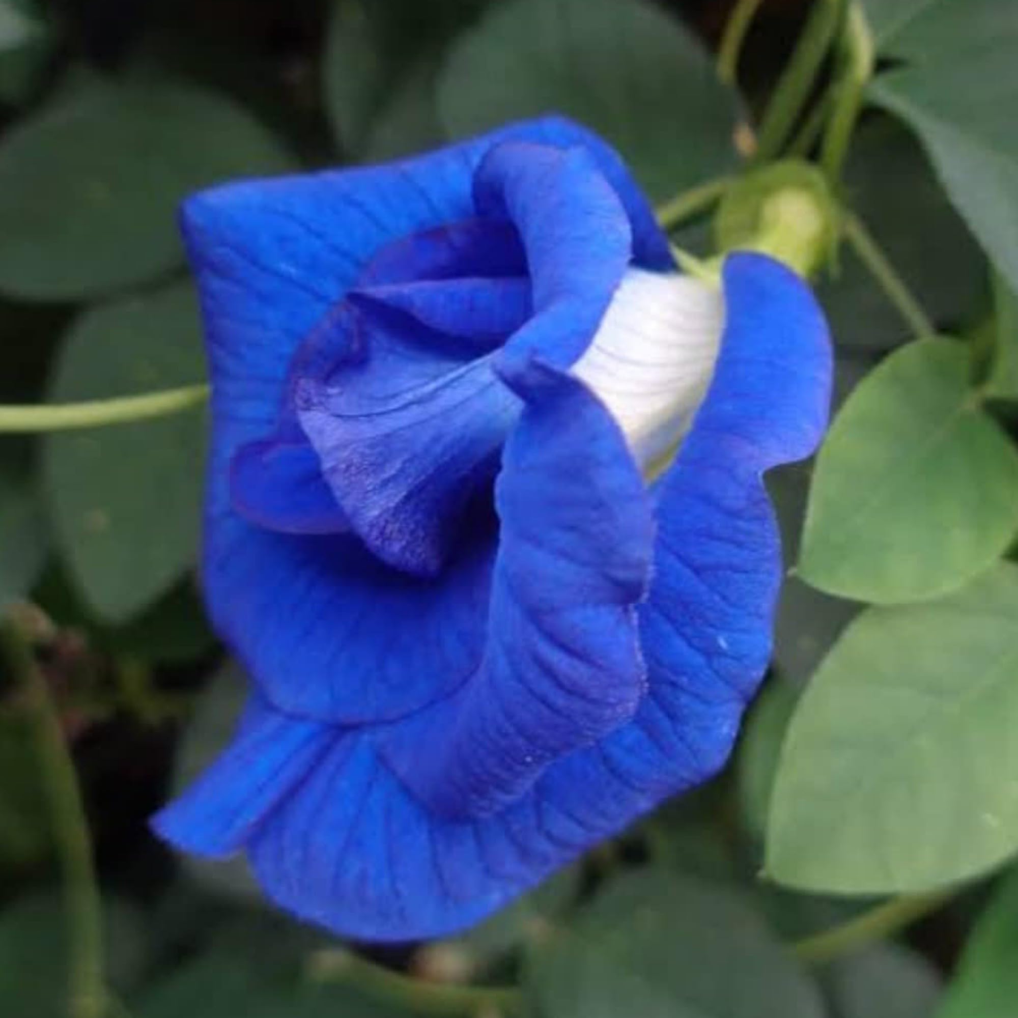 Gurveplantationi Flowering Aparajita Live Butterfly Pea Asian Pigeonwings Blue Plant Enchanting for Your Garden with Pot (B0CH9R3KNX) Amazon Price History, Amazon Price Tracker