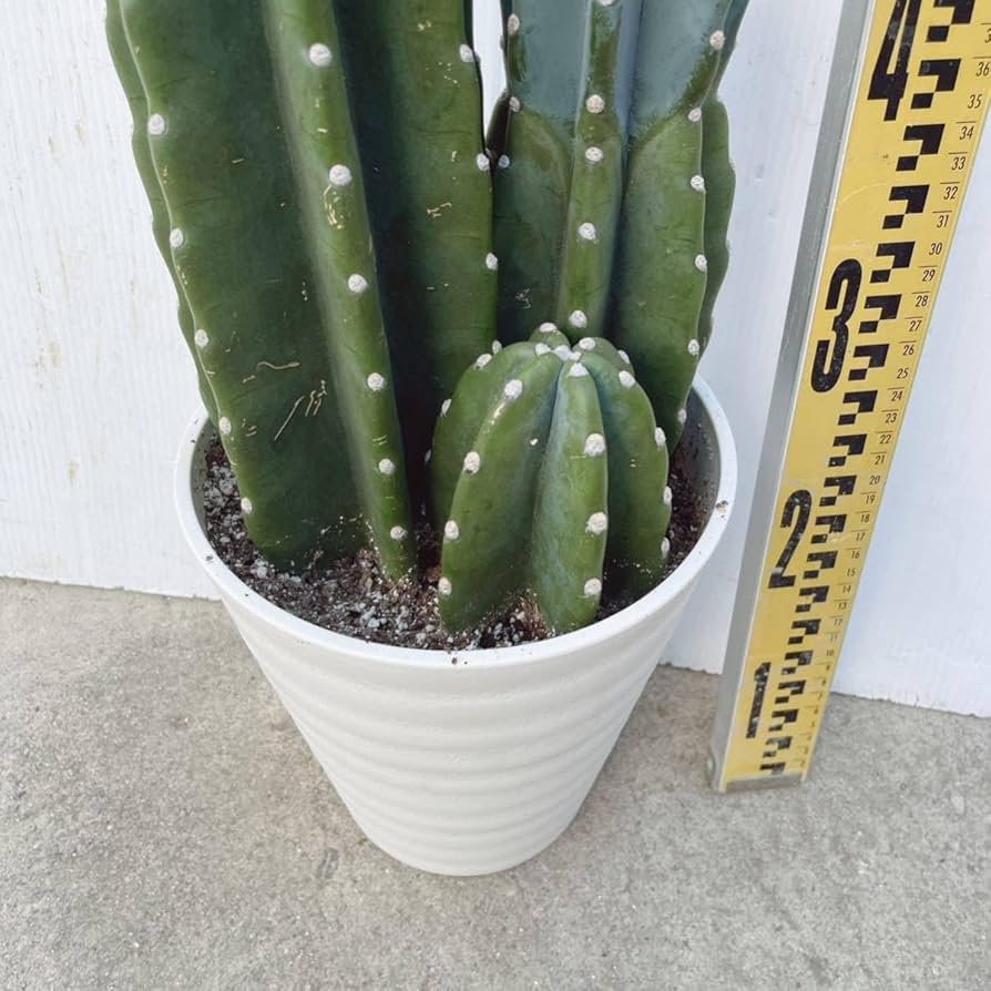 Amazon.co.jp: 多肉植物 柱サボテン 鬼面角 3本植 7号プラコッタ