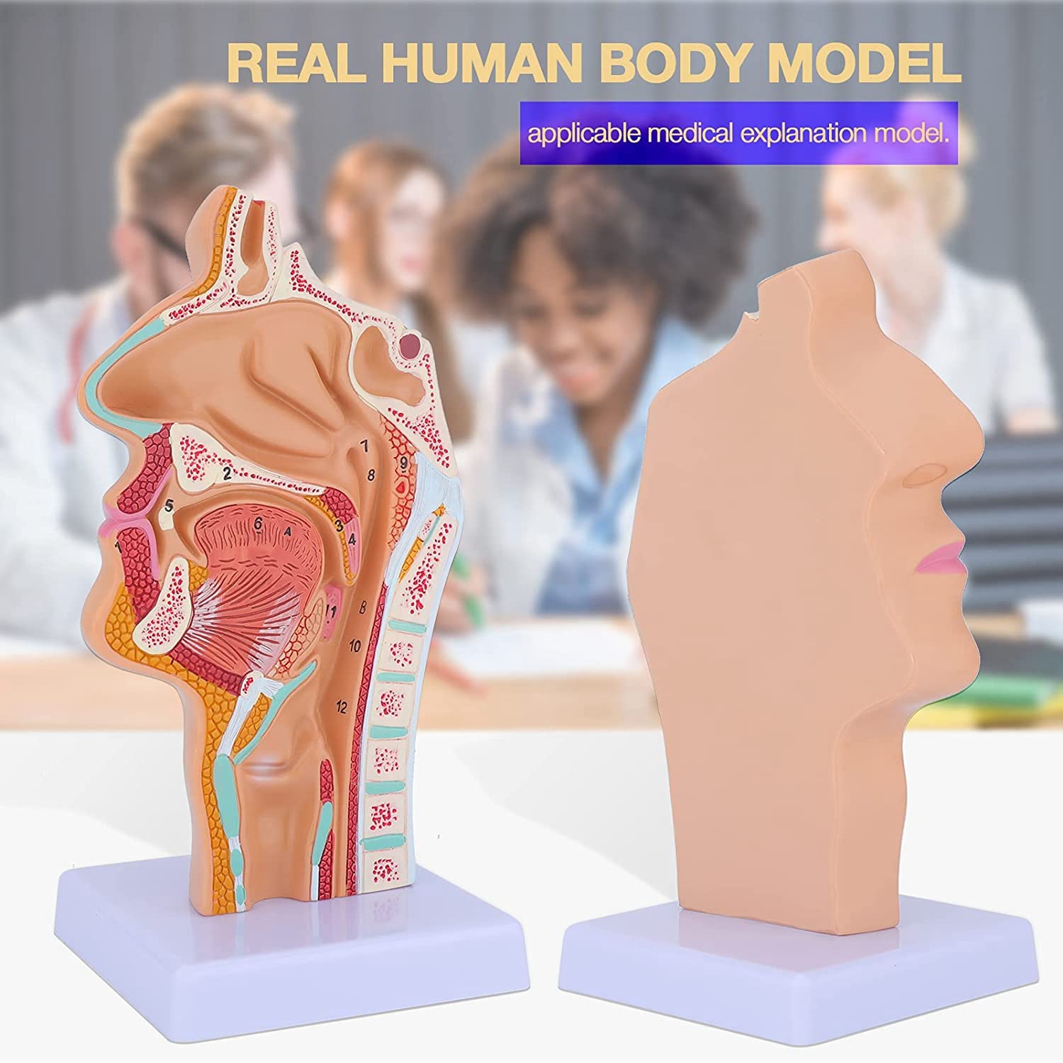 ModèLe D'Anatomie de la Gorge de la Cavité Nasale ModèLe Anatomique Humain Pharynx Larynx pour les éTudiants éTudient L'Enseignement de L'Affichage