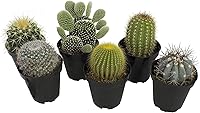 Vista 1 de Altman Plants - Colección de cactus surtidos para jardines, contenedores o regalos