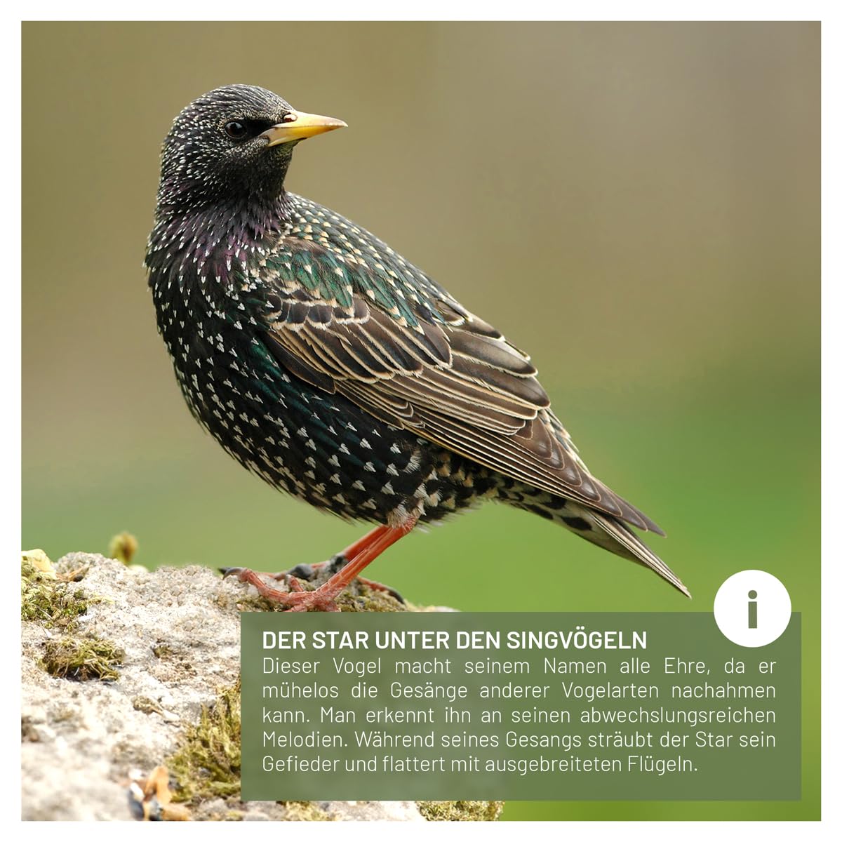 wildtier liebe Starenkasten Großer Nistkasten für Stare - Vogelhaus Nistkasten für Star aus Unbehandeltem Massiv-Holz, Starennistkasten Wetterfest und Artgerecht nach NABU