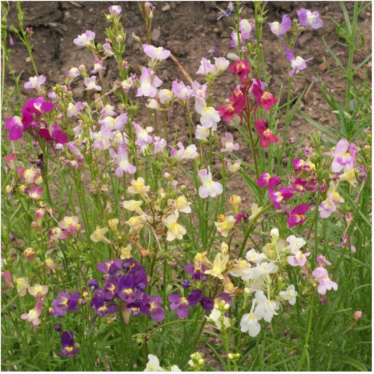 Everwilde Farms - 1 Lb Northern Lights Mix Tall Snapdragon Wildflower Seeds - Gold Vault