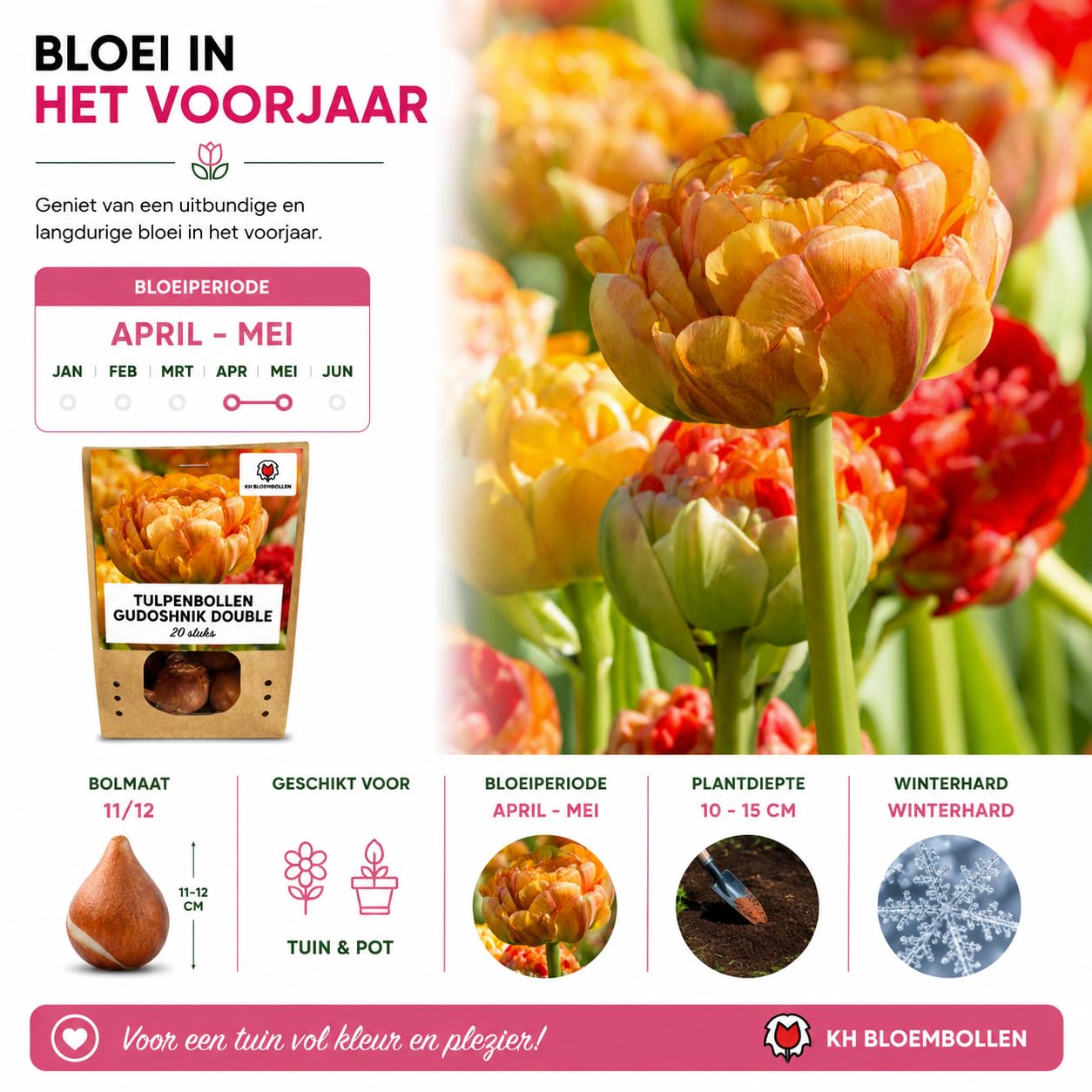 Bulbos Tulipán Gudoshnik Double, para Jardín, Multicolor, Set de 20 Bulbos