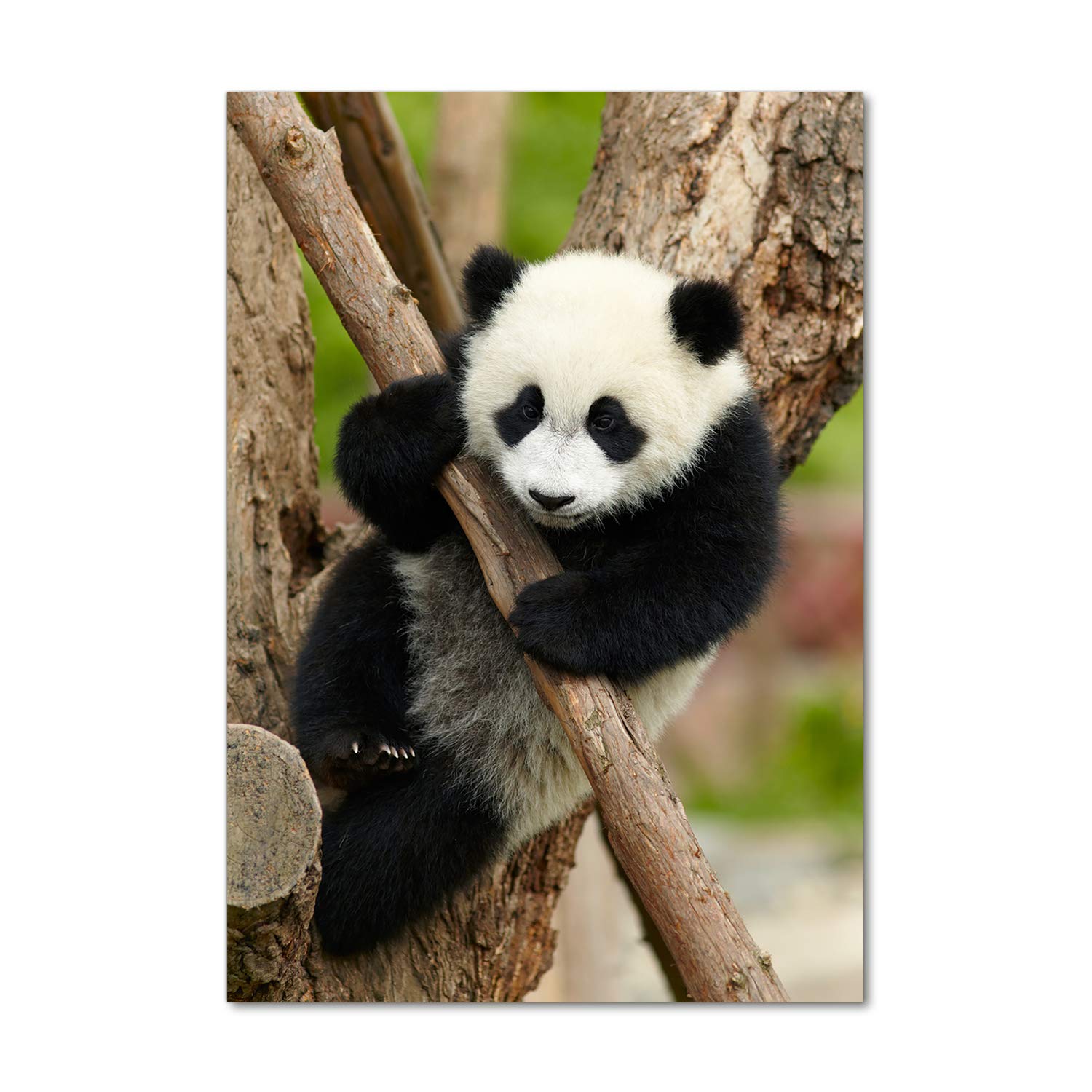 Tableaux pour la mur chambre et salon | Verre acrylique panda brun Tulup 70x100cm
