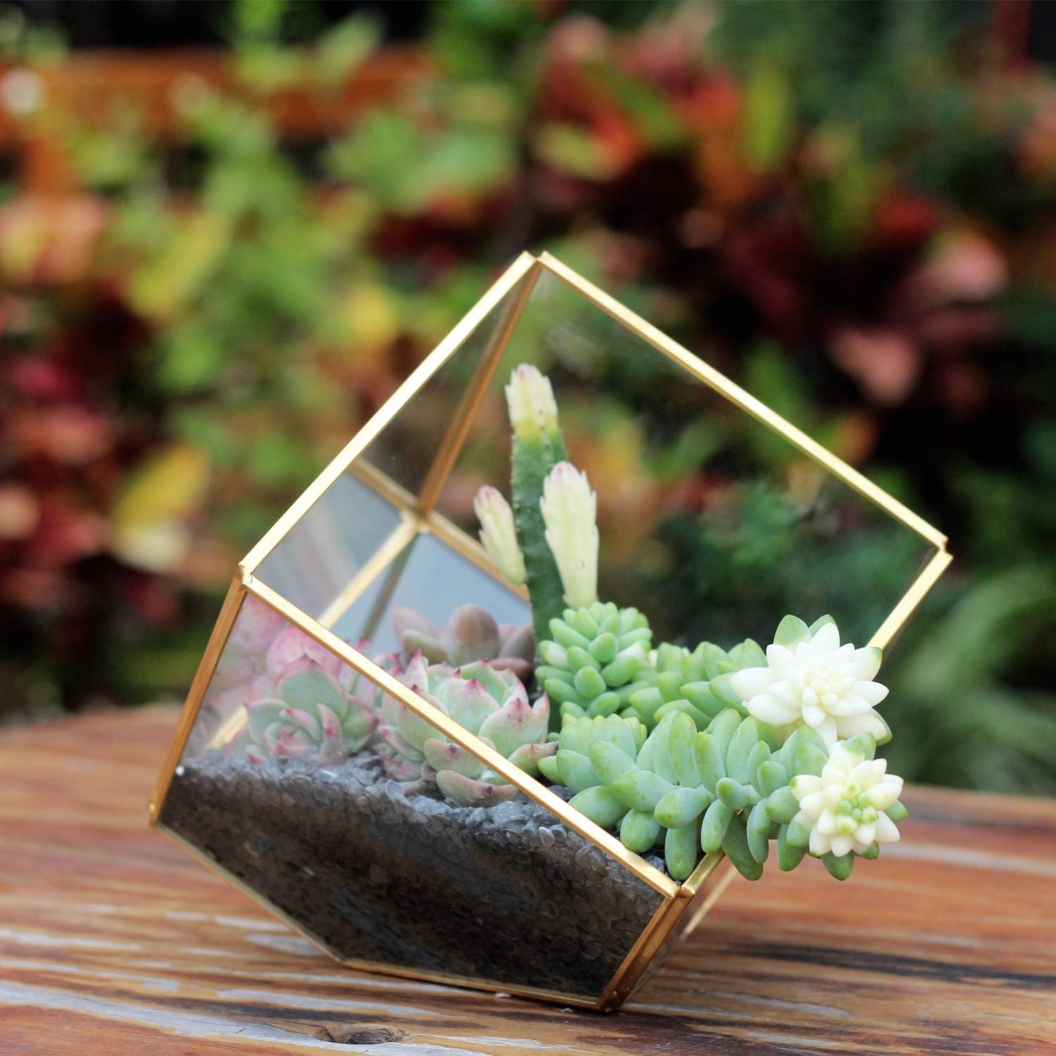 Kimdio Geometric Terrarium Clear Glass Tabletop Planter Air Plant Holder Display for Succulent Fern Moss Air Plants Holder Miniature Outdoor Fairy Garden DIY Gift