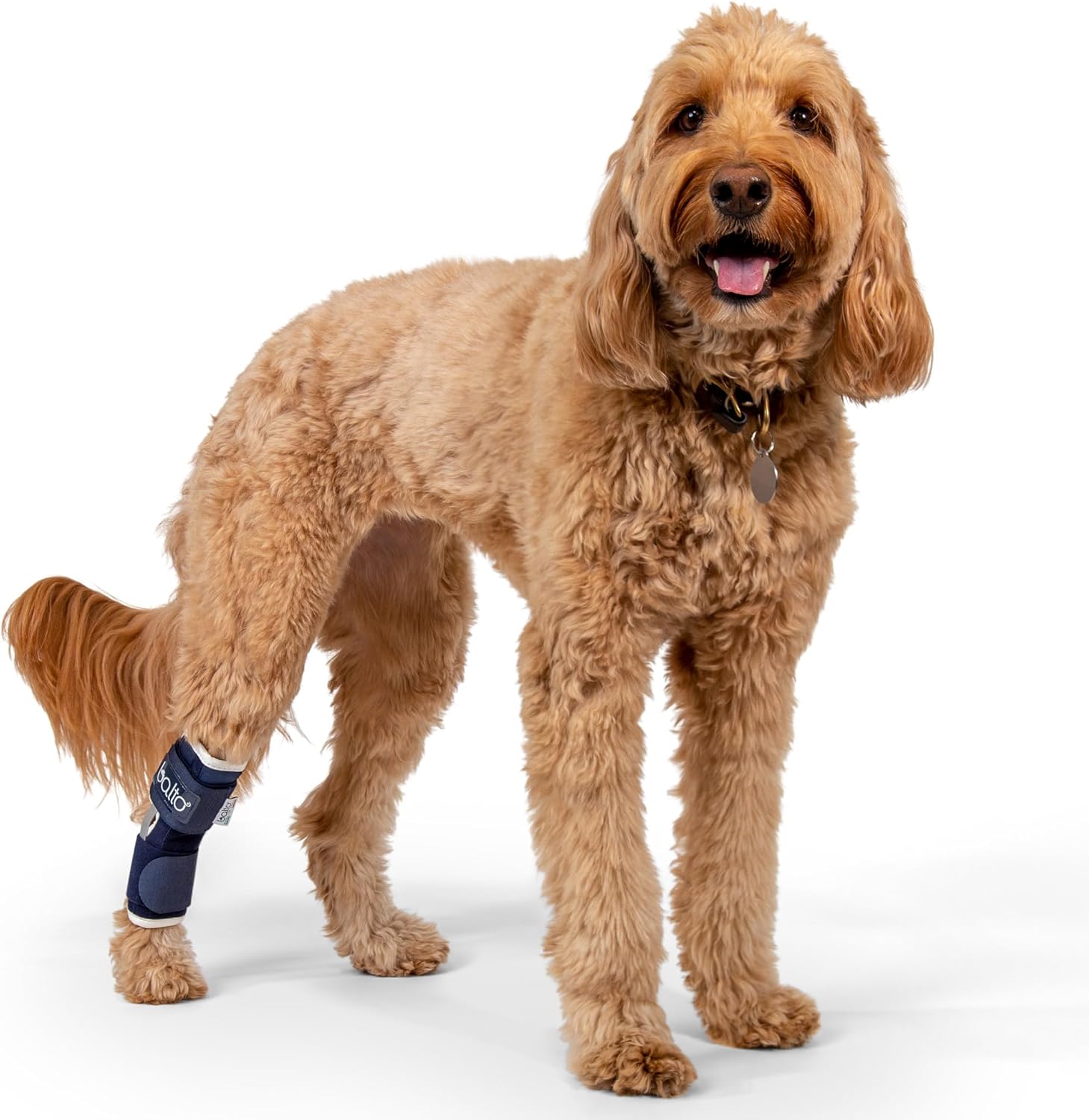 Balto Hock Brace – Dog Brace with Aluminum Splints – Pre/Post Surgery Helps Support Arthritis and Unstable Joints – Back Leg Support (Large)