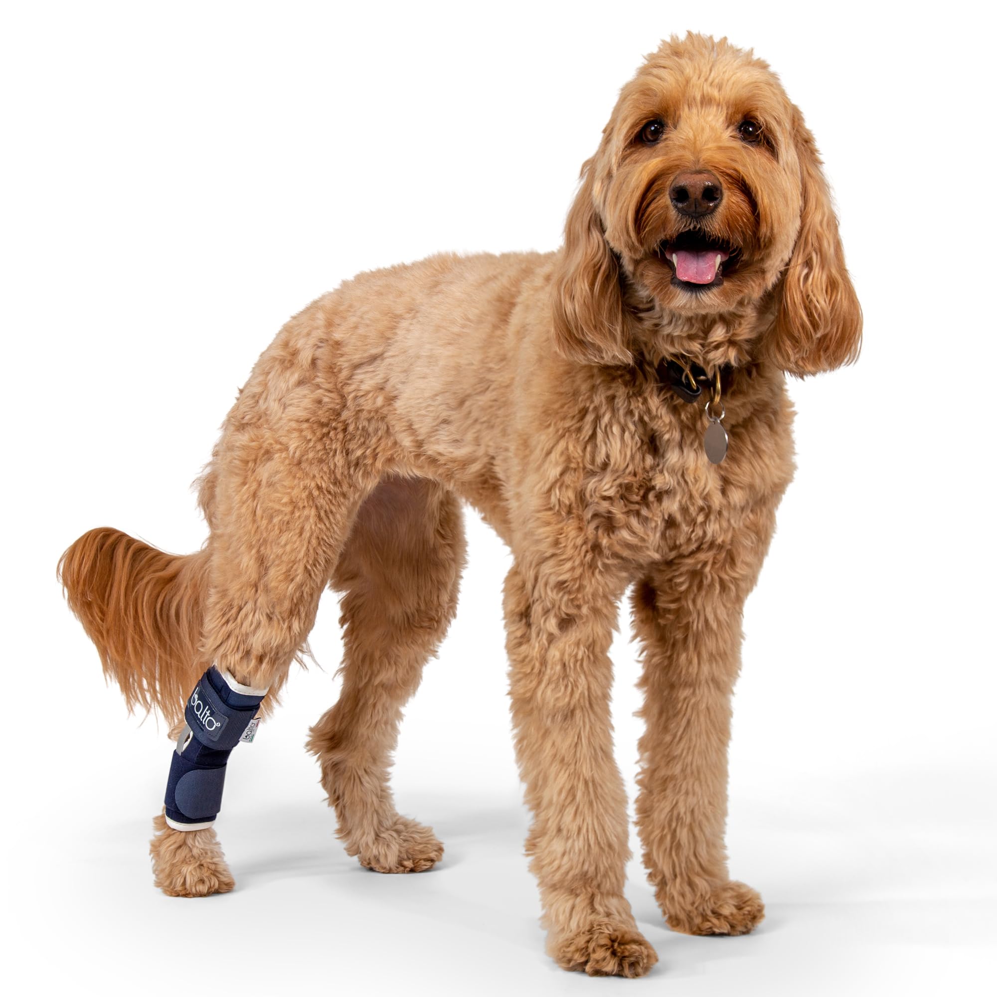 Aparato ortopédico convalecente para perro, Balto BT HOCK talla L