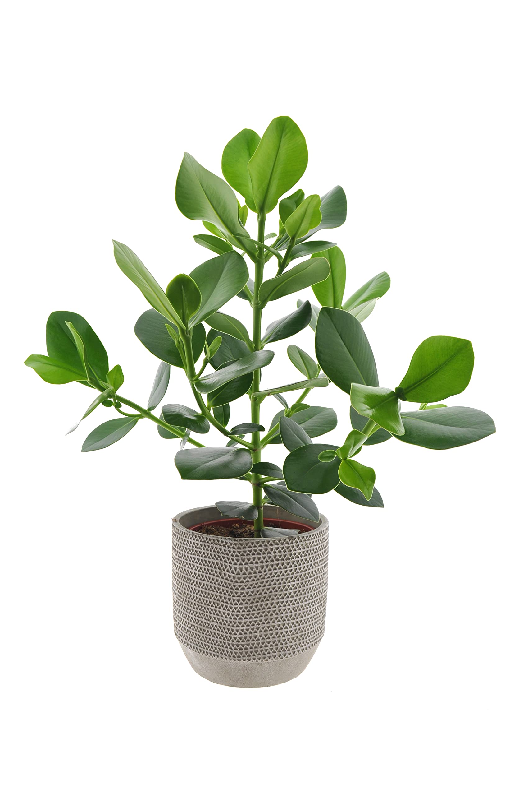 Zimmerpflanze von Botanicly  Balsamapfel  Hhe: 60 cm  Clusia Rosea  Princess : Amazon.de: Garten