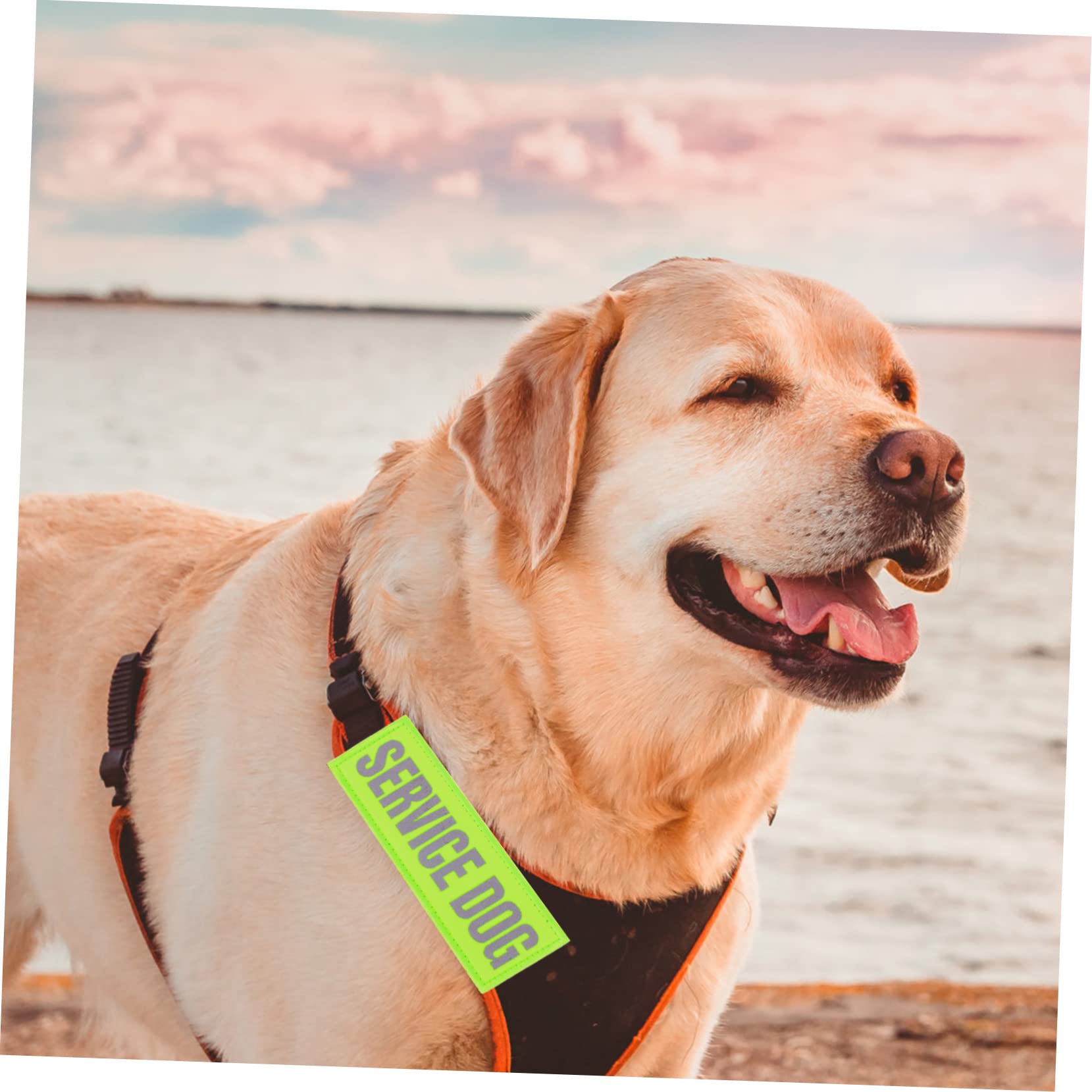 BESPORTBLE 16pezzi Pettorina Riflettente Per Cani Con Patches Adesivi Decorazioni Per Imbracature Per Cani Di Servizio Accessori Pratici e Sicuri Per Passeggiate Notturne