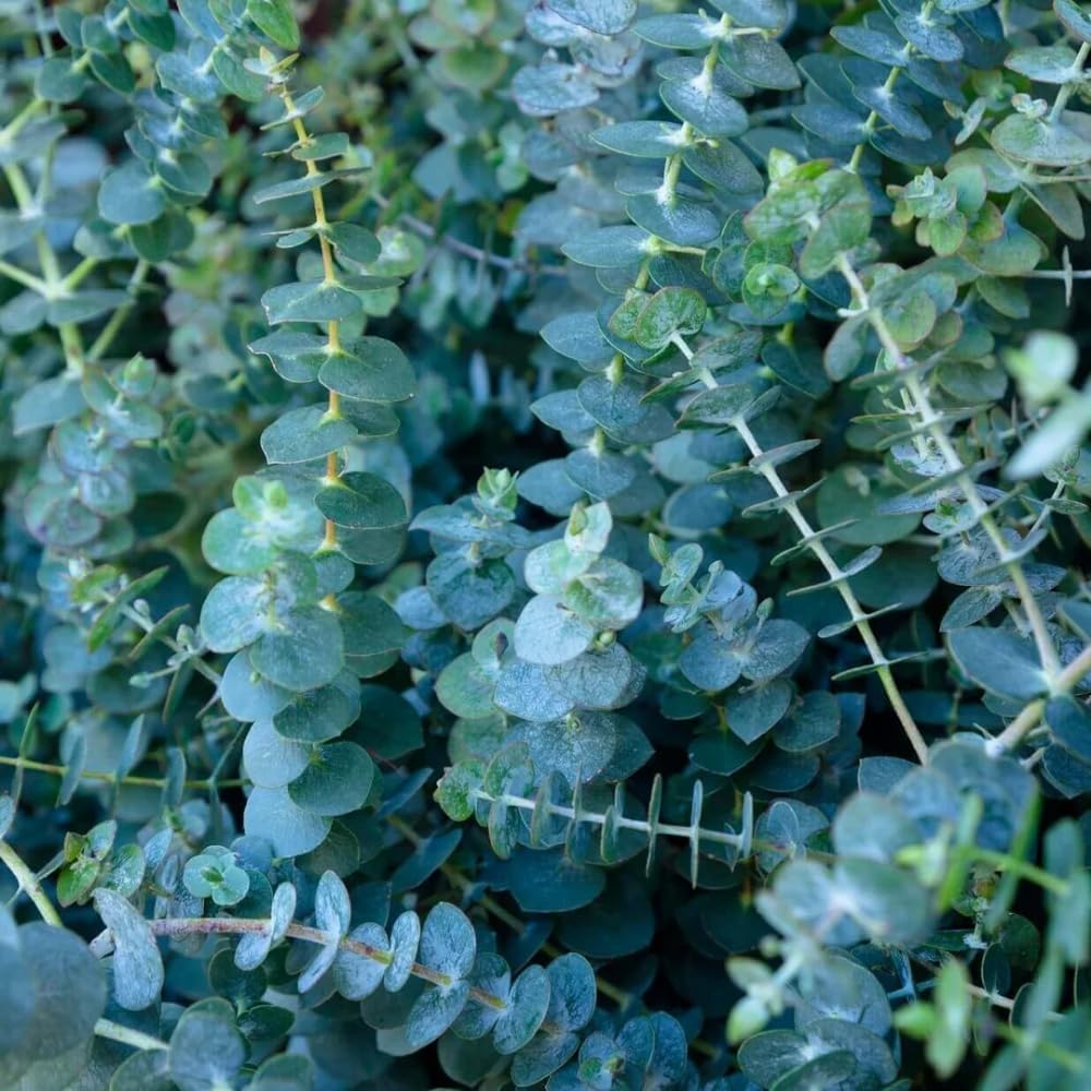 Live Eucalyptus Plant, Silver Eucalyptus Tree Plant Indoor, Live Houseplants Planting