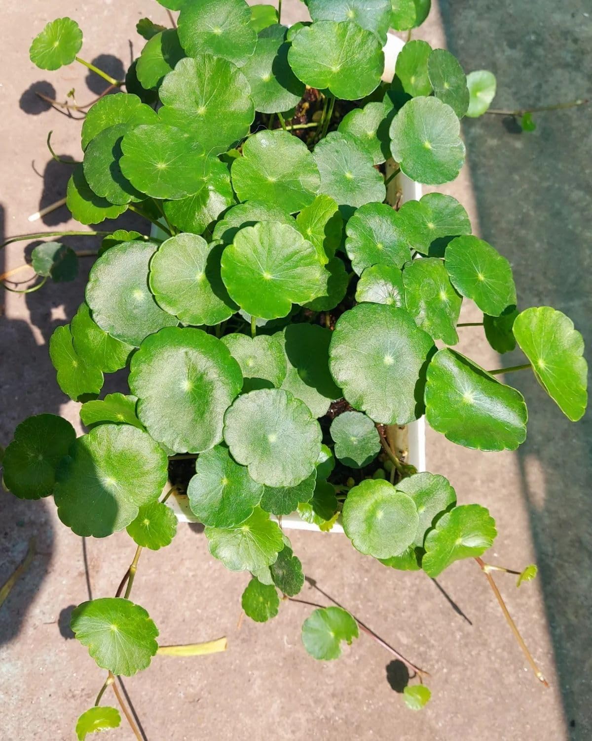 Elegant Pilea peperomioides (Chinese Money Tree | Coin Plant) Display | Attracts Financial Growth & Elevates Contemporary Corporate Cabins (1 Live Healthy Plant With Extra Vine)-image-17