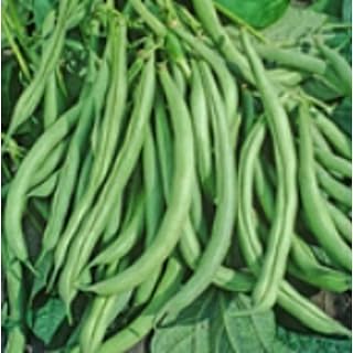 Mountaineer Half Runner Pole Beans Seeds (20+ Seeds) | Non GMO | Vegetable Fruit Herb Flower Seeds for Planting | Home Garden Greenhouse Pack