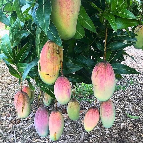 Pride Mango Tree Live Plant Grafted, 2–3 Feet Tall in 3 Gallon Pot, Sweet Tropical Mango Fruit Tree