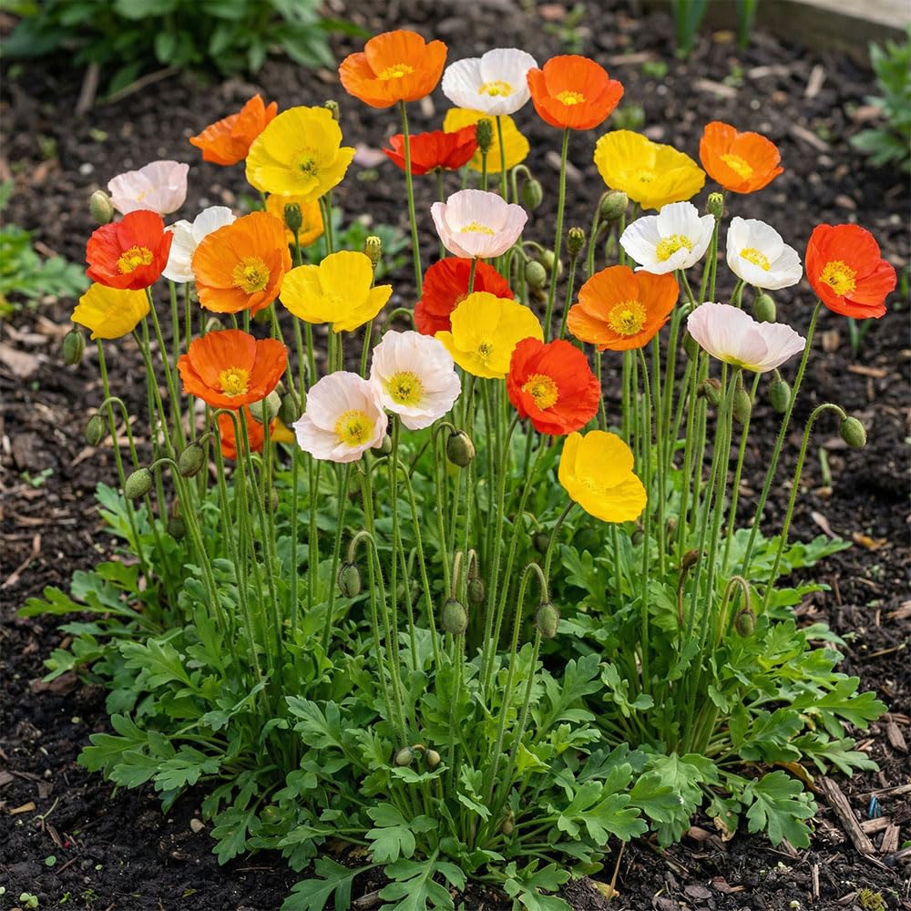 Poppy Seeds – Papaver Nudicaule Excelsior Mix – Iceland Poppy Mixed Colours – Hardy Annual Flower Seeds – Bright Orange, Yellow & Cream Blooms
