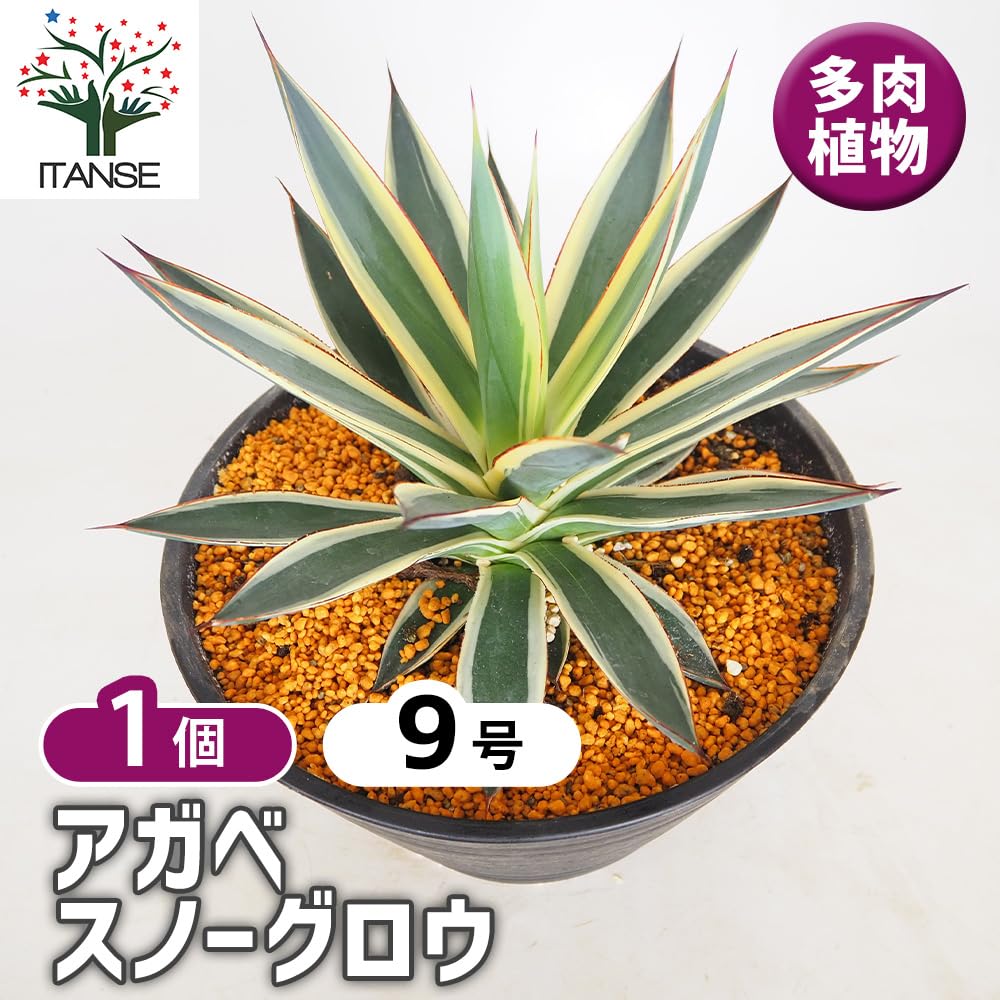 Amazon.co.jp: ITANSE アガベ スノーグロウ 9号 1個売り 多肉
