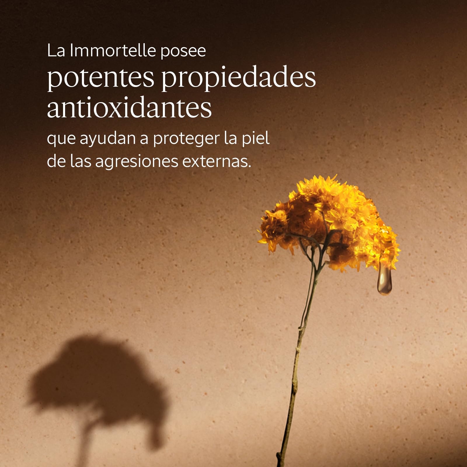 L'OCCITANE - Crema de Rostro Immortelle Divine (Divina Siempreviva) - 50 ml | Todo tipo de piel - Hidrata y reduce los signos visibles de la edad - Fabricado en Francia