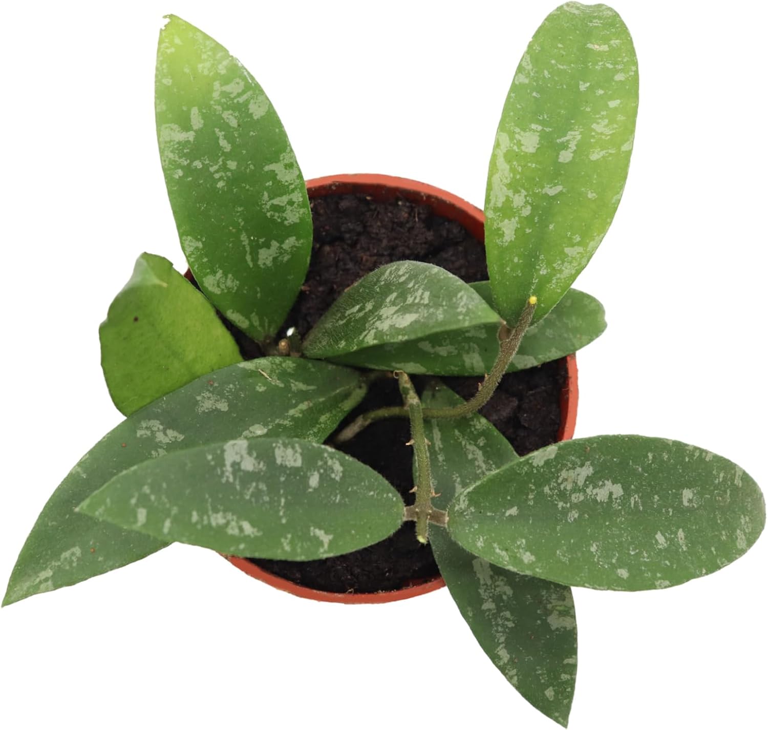 Rare Hoya phuwuaensis 4" from California Tropicals