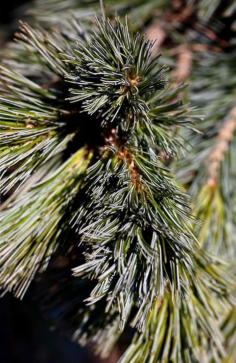 Vanderwolf Pyramid Pine 2 - Year Tree