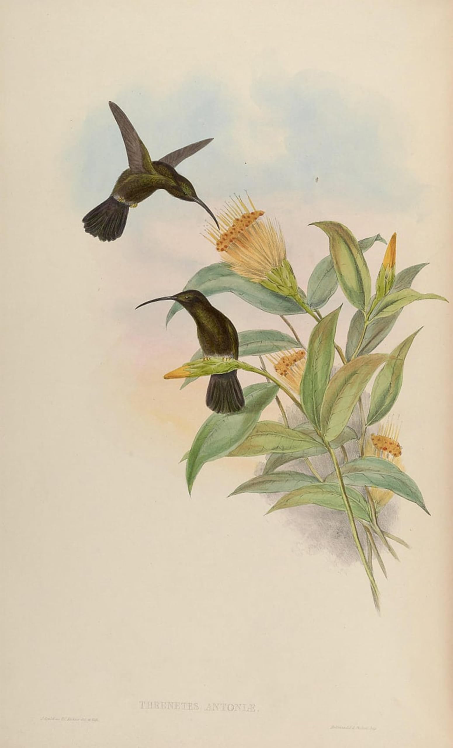 Cuadro de lienzo premium de John Gould obra artística de 60x90 5
