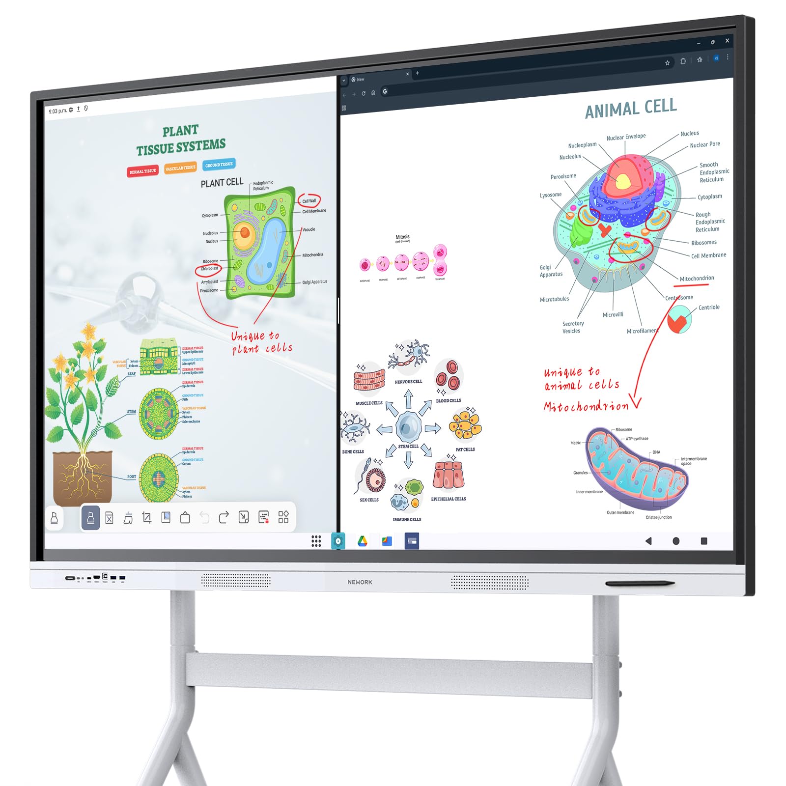 Smart Board, 55" Interactive Whiteboard with Google EDLA Certified