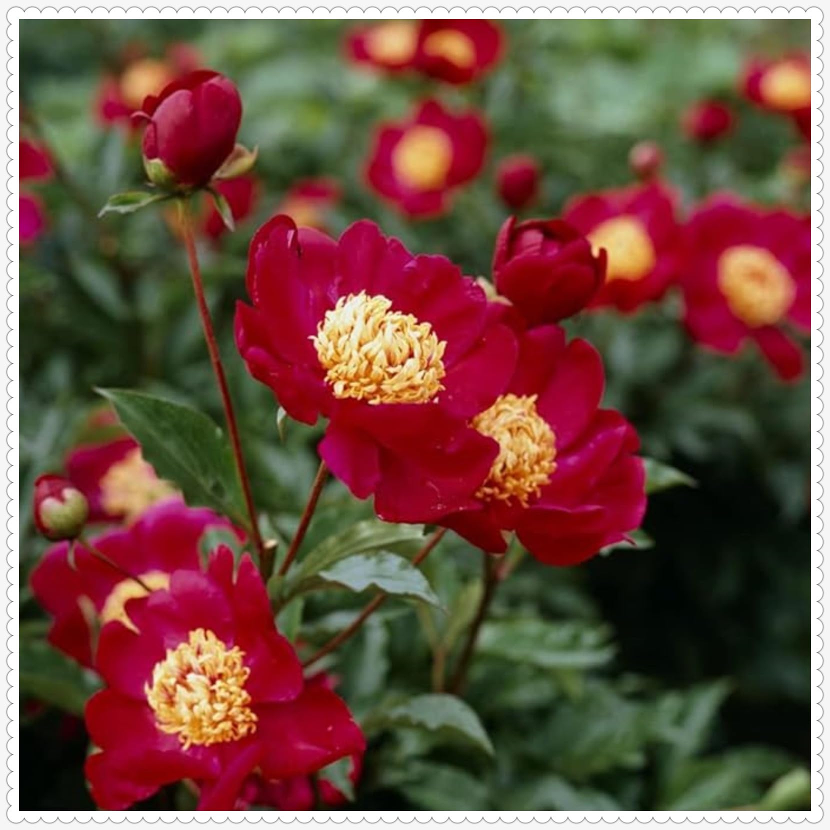 Stunning Peony Bulbs Mix for Planting Now UK/Natural Organic/Strong Plants That Grow Well/Good for Containers/Greening Flower/Cut Flowers/Wedding Flowers.-4bulbs-D