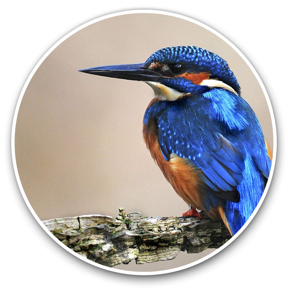 Destination Vinyl Ltd Men's Wild Blue Kingfisher Bird 15795 Vinyl Stickers (Set Of 2) 7.5Cm - Wild Blue Kingfisher Bird #15795