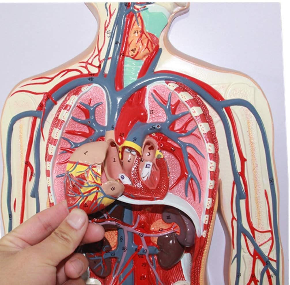 Educational Model Human Blood Circulatory System Model - Arterial and Venous Structures Human Anatomy Science Models - for Medical Educational Training Aid Model