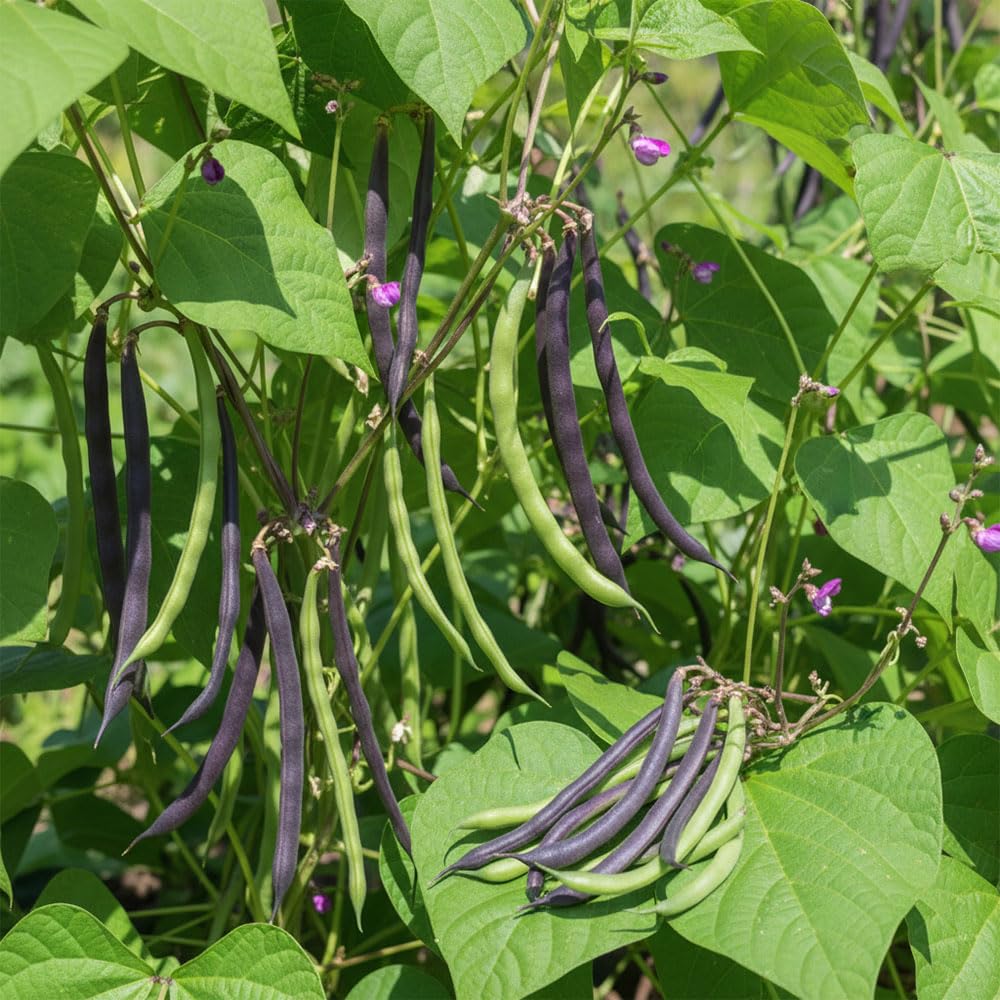 Climbing French Bean Violet Podded Seeds – Exceptionally, Attractive Beans with a Sweet Distinctive Taste – for Your Beautiful Kitchen Garden
