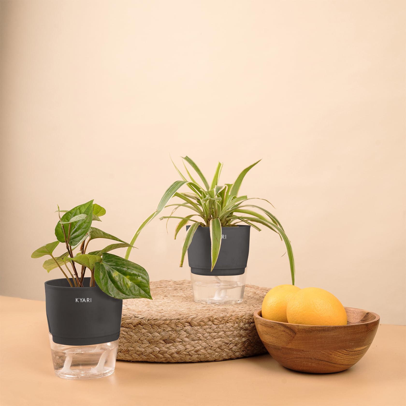 KYARI Betel Leaf-Spider Combo of 2 Indoor Plants for Living Room | Live Plants | Plants with Grey Pot for Home Air purifier plants | Plants for Home Decor | Plants for garden