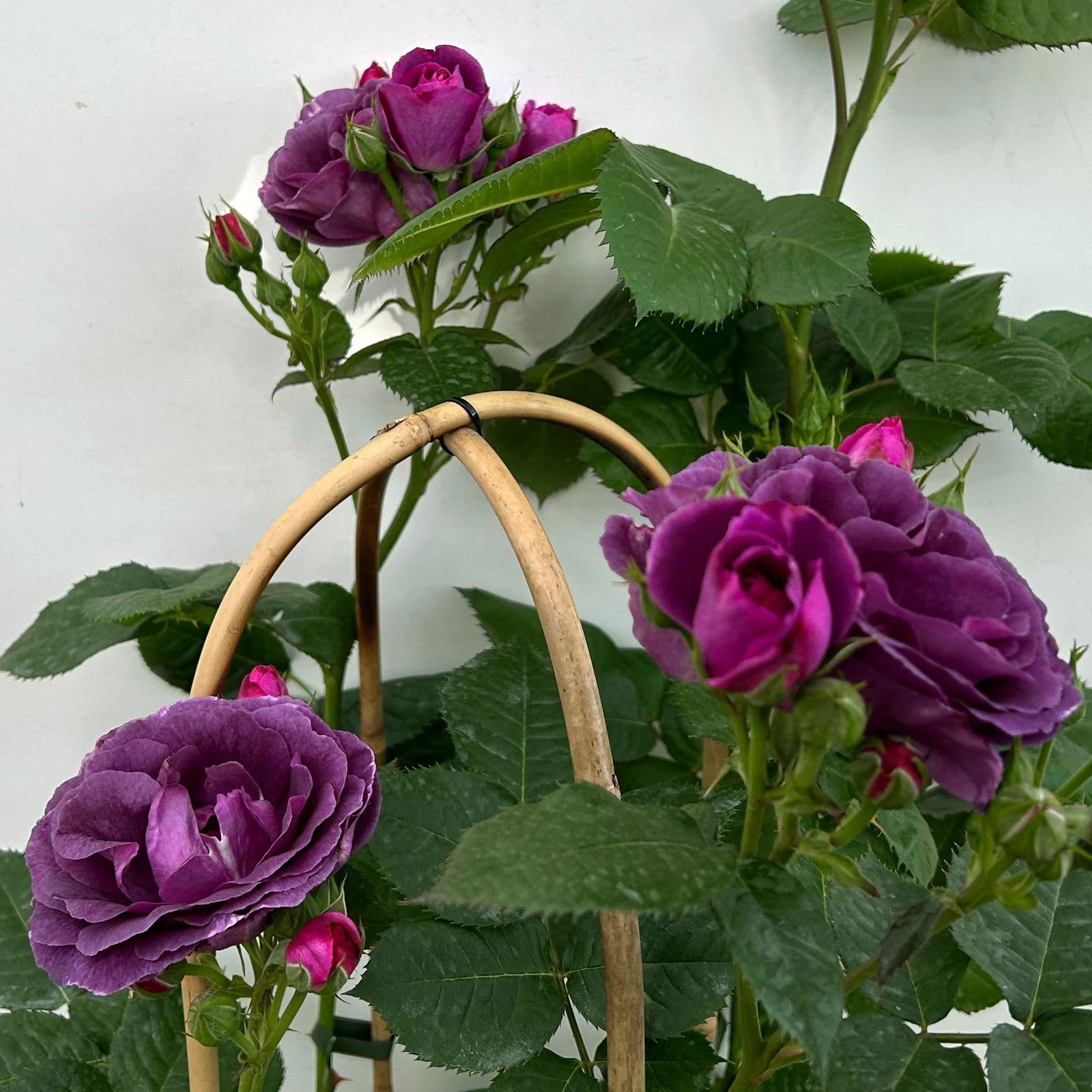 Duftende Beetrose 'Minerva®', violett, Topf 5 Liter