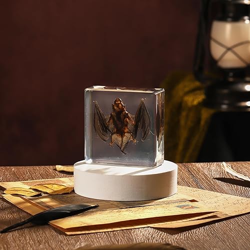 Miniatura 39 de Espécimen de esqueleto de murciélago real en resina para educación científica en el aula, gran regalo para fanáticos de la taxidermia, cráneo