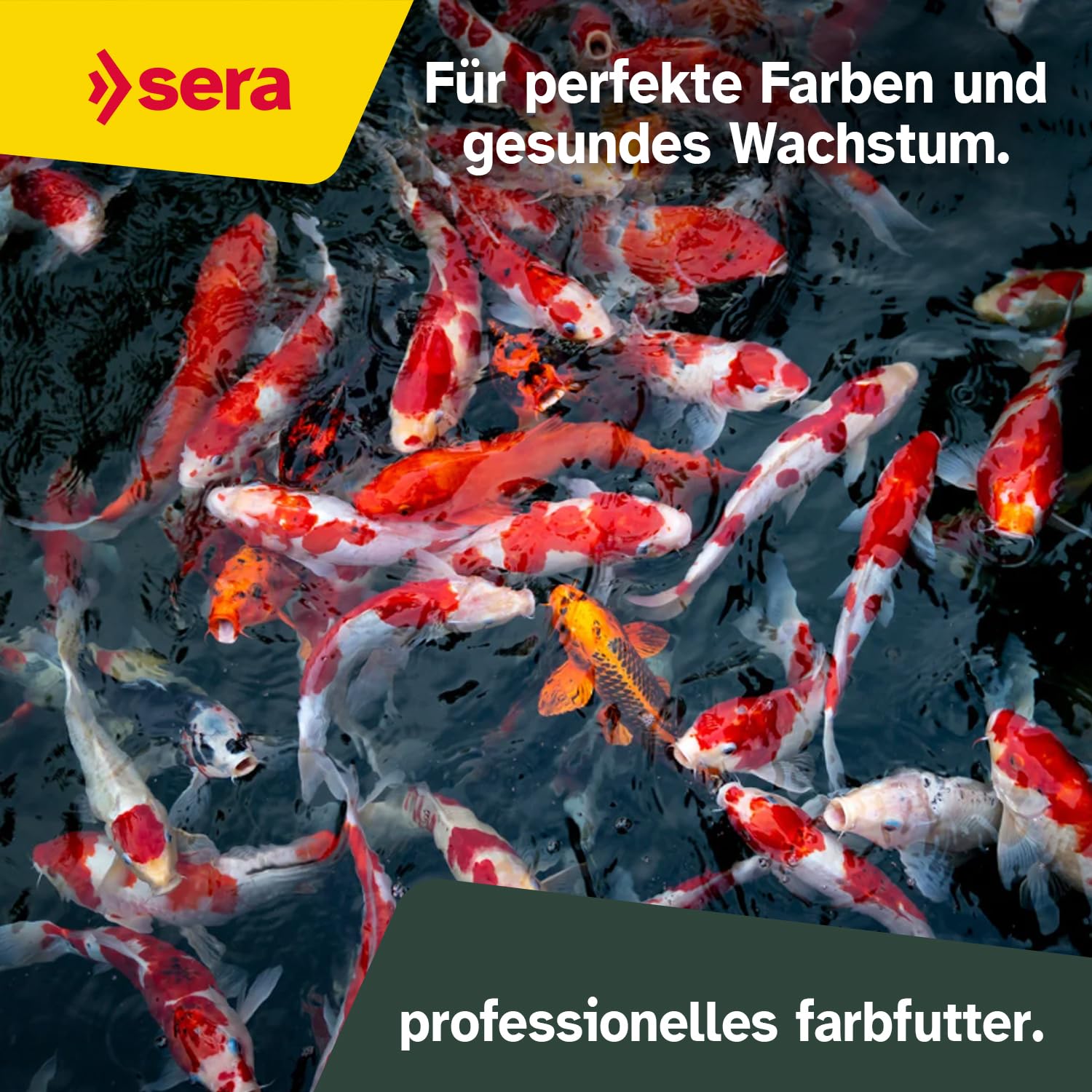 sera Koi Professional Color 21L (7kg) | Koi Futter für Intensive Farben & gesundes Wachstum | Koifutter mit Spirulina & Astaxanthin | Fischfutter für prächtige Farbzonen | Karpfenfutter