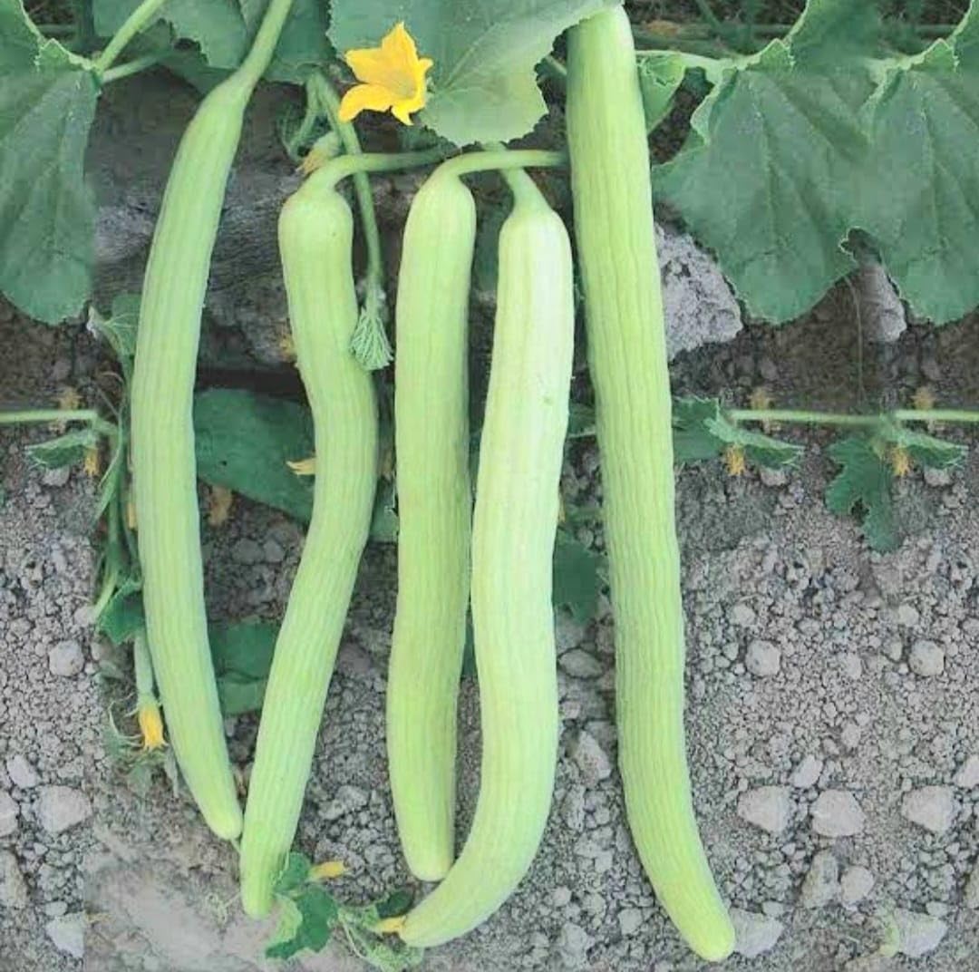 Cucumber long seed | ककड़ी बीज | Kakdi Seed | Home garden seed | 10gm-image-2