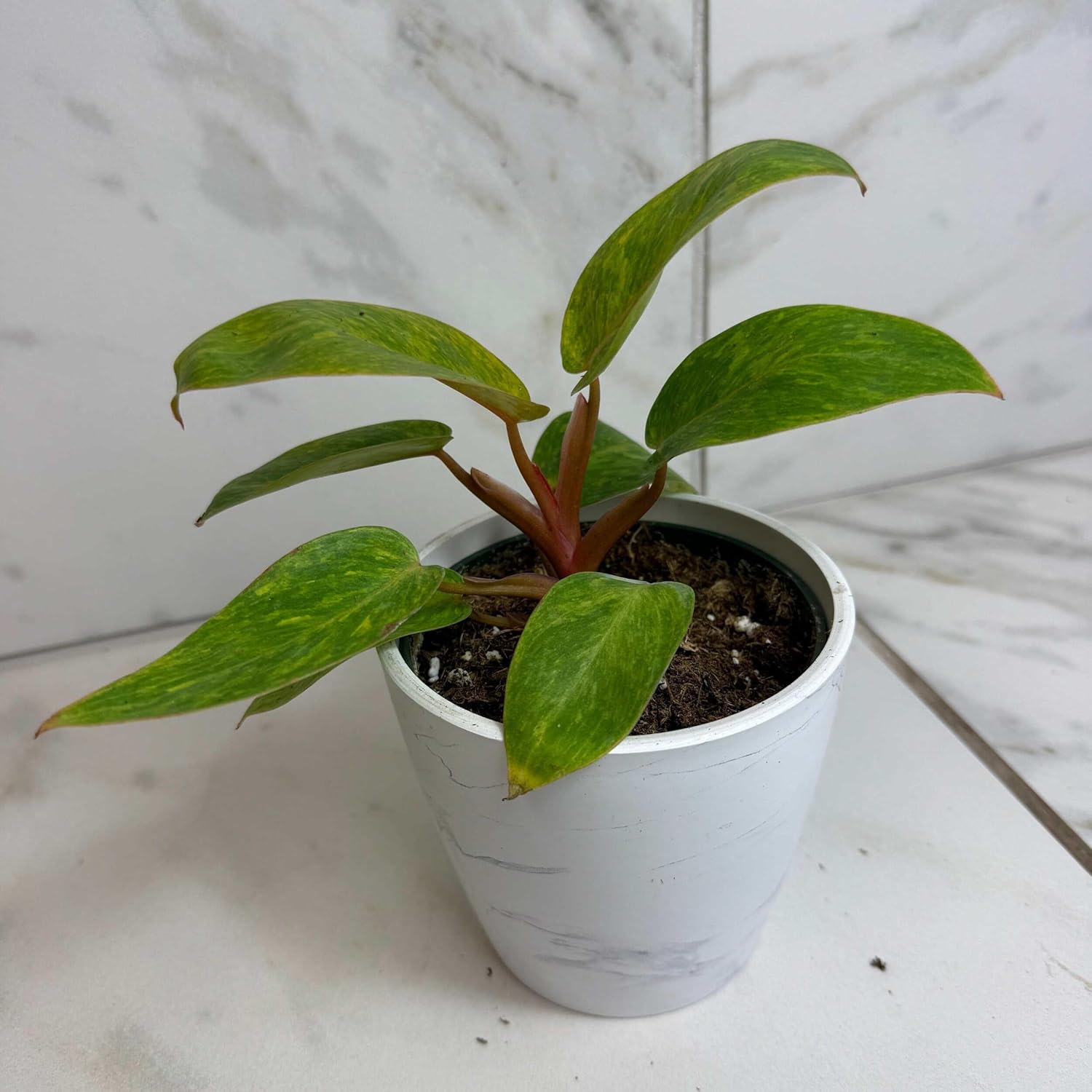 Philodendron Painted Lady, 4" Plant